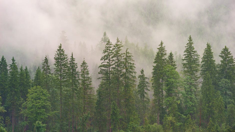carbon debt - forest