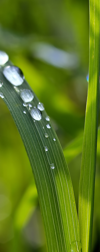Waterdrops on Grass